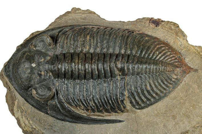 Zlichovaspis Trilobite - Atchana, Morocco #260368